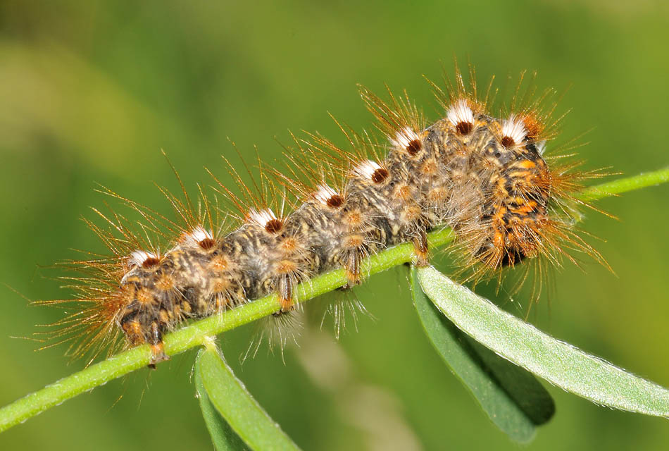 Aiuto det. bruchi : Z. lonicerae - E. chrysorrhoea